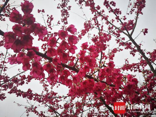樱花开了!中江辑庆一座山都被染红了